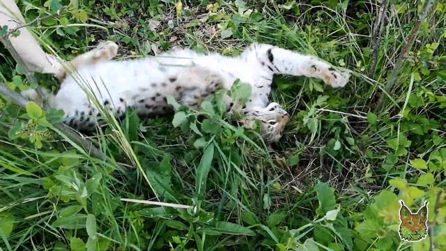 Игры рыси в летнем лесу! смотреть онлайн