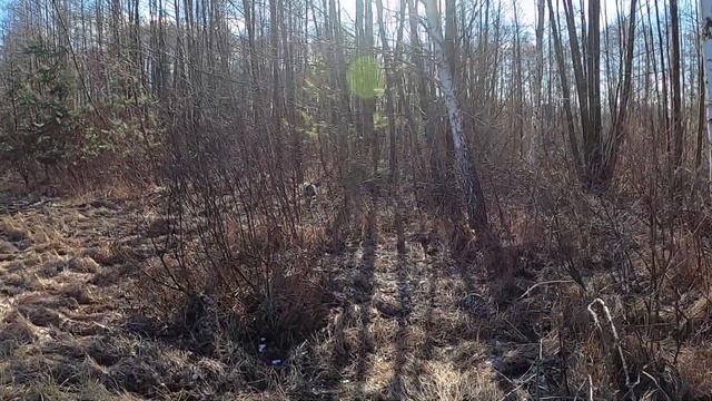 Поиск фазана в лесу с дратхааром возраст 6 месяцев / pheasant search in the forest with drathaar смотреть онлайн