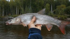 ЩУКОВИДНЫЙ ЖЕРЕХ ЧТО ЗА РЫБА?