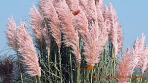 Пампасная трава обыкновенная Пинк Фезер ? обзор: как сажать, саженцы пампасной травы Пинк Фезер