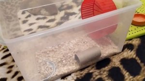 КОНТЕЙНЕР ИЛИ КЛЕТКА ДЛЯ ХОМЯКА И МЫШЕЙ. ЧТО ЛУЧШЕ!?