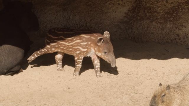 Unlikely Friends: Baby Tapir Meets Capybara смотреть онлайн