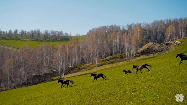 SOUND OF EARTH - 8K (120FPS) ULTRA HD - With Nature Sounds (Colorfully Dynamic) смотреть онлайн