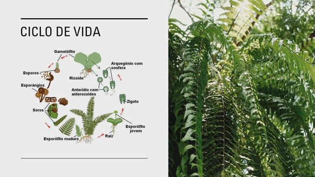 Pteridófitas - O Que São? | Seminário LOKO De Biologia