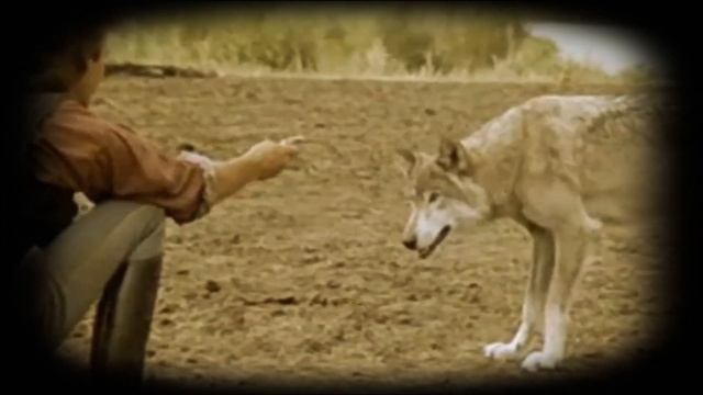 Dancing Wolves смотреть онлайн