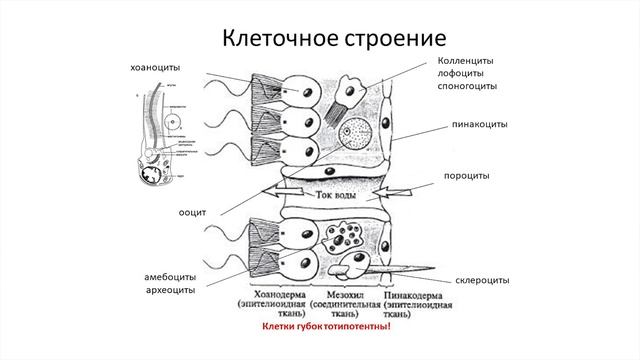 Биология. 9 класс. Борисанова А.О. Зоология беcпозвоночных. Низшие многоклеточные животные смотреть онлайн