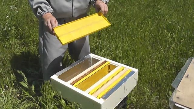 Пчеловодство: как предотвратить роение пчел смотреть онлайн