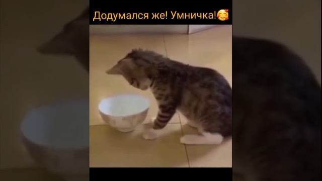 смышлёный котик.mp4