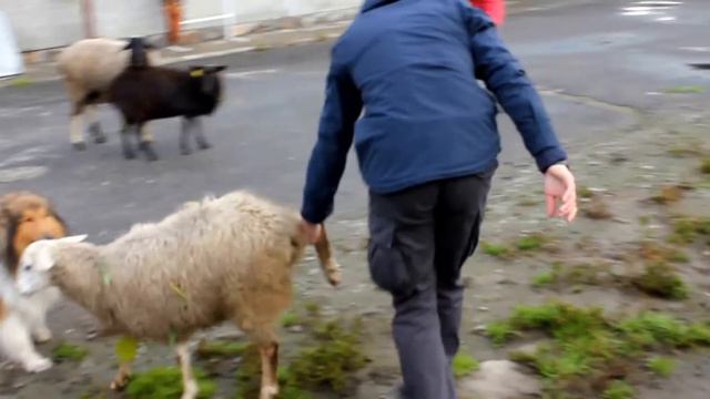 ТПИ-2. Д/ш колли Глен дю Солей Арагорн и Айладерси Лайв Глэдвин Иржи смотреть онлайн