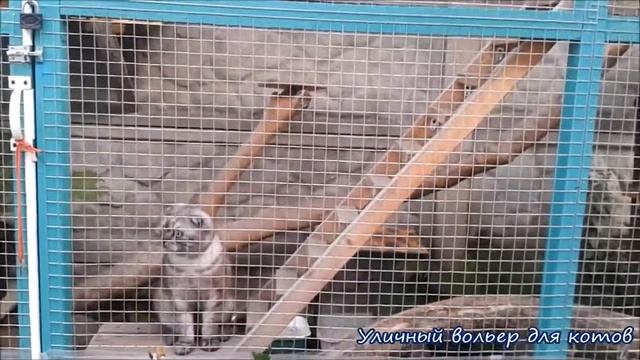 УЛИЧНЫЙ ВОЛЬЕР ДЛЯ КОТОВ / КОТЫ БОНЯ И АРНИ ГУЛЯЮТ В ВОЛЬЕРЕ :) ??? смотреть онлайн