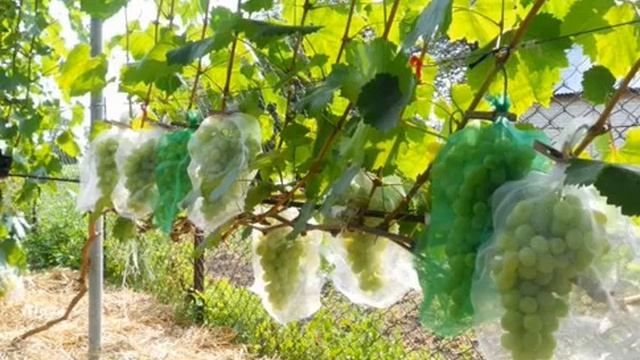 сорт Лора -характеристика-описание сорта Лора смотреть онлайн