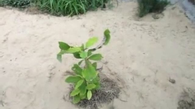 Сумах и айлант Продолжение 08 07 2020 смотреть онлайн