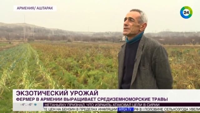 Экзотика на грядках фермер из Армении выращивает средиземноморские травы и овощи - МИР 24 смотреть онлайн