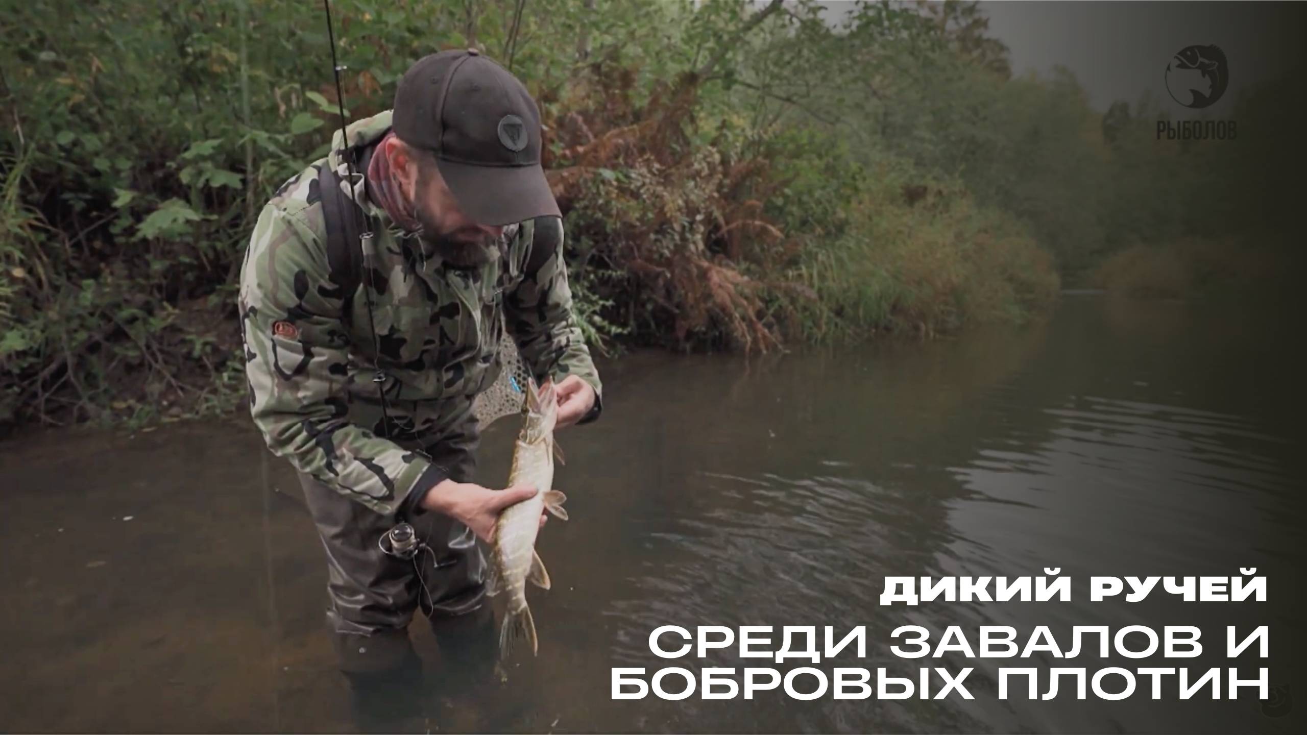 Среди завалов и бобровых плотин. Дикий ручей смотреть онлайн