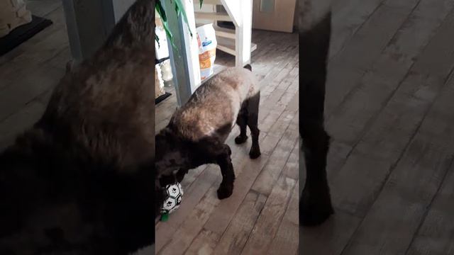 Будни с собакой дома 🐶🐕🏠 #собака #собаки #vlog #vlogs #влог #dog #dogs #doglover #doglovers #doge