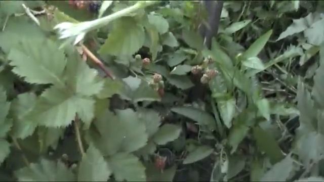 уход и размножение не колючей ежевики, очень просто. смотреть онлайн