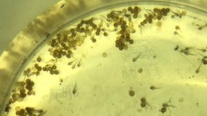 4К! ИКРА КОРИДОРАСОВ! СРАВНИВАЕМ РЕЗУЛЬТАТ 2 СПОСОБОВ ИНКУБАЦИИ!!!