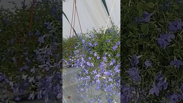 лобелия засохла,не торопитесь выбросить. смотреть онлайн