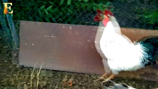 Откуда берутся яйца? Развивающие видео про животных для детей смотреть онлайн