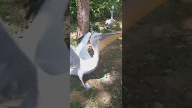 Дендрарий СОЧИ 2020 смотреть онлайн