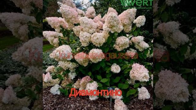 Розы ,весна 2021 и гортензии,87772937056 ватсап Гаусария ! смотреть онлайн