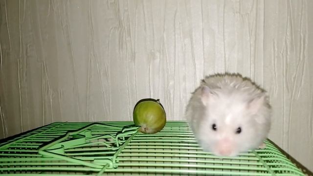 ЯБЛОКО БРОСИЛ И СПРЫГНУЛ В БЕЗДНУ НЕИЗВЕСТНОСТИ................................................. смотреть онлайн