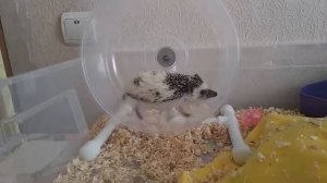 Колесо для ежика беговое