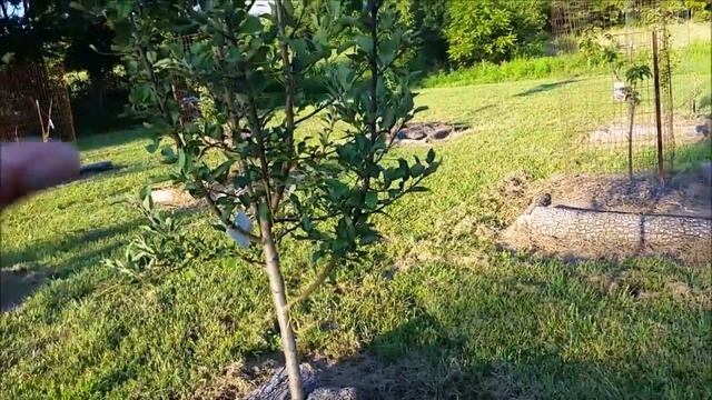 Orchard Layout And Update Summer 2016