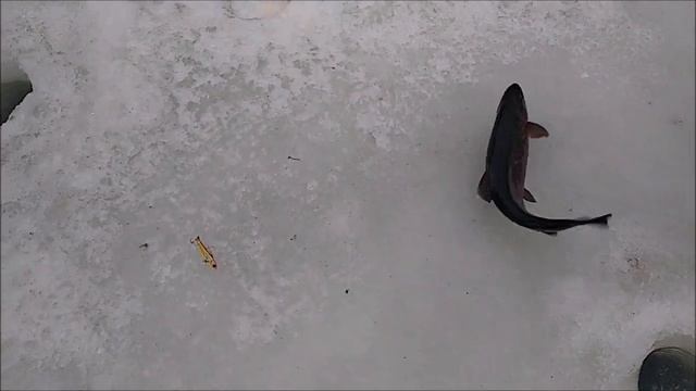 Утро на спорт-зоне. Клёвое место Лосиный остров. смотреть онлайн
