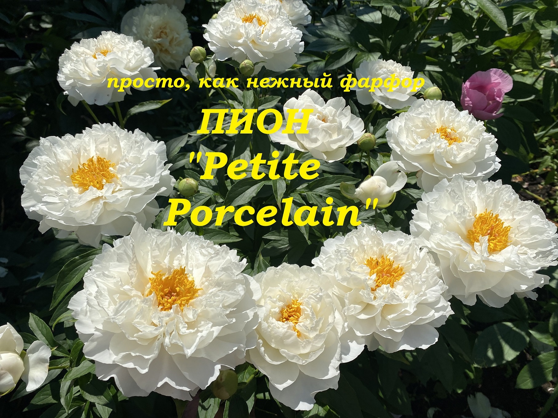 Пион Petite Porcelain смотреть онлайн