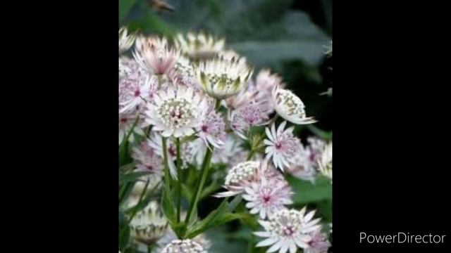 Astrantija, Vilino Cveće