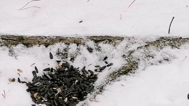 Красивое пение птиц. Звуки птиц. Звуки природы. смотреть онлайн