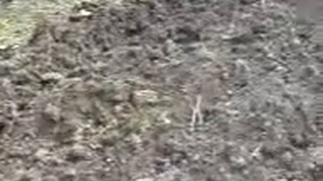 Зеленчуково земеделие без оране - Ето ги двете лехи.3GP смотреть онлайн