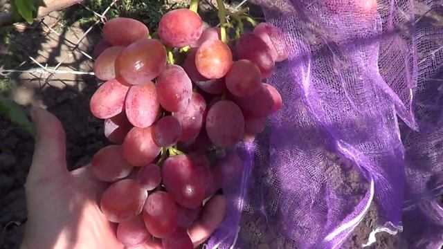 Сорт винограда Анюта. Виноград 2014. смотреть онлайн