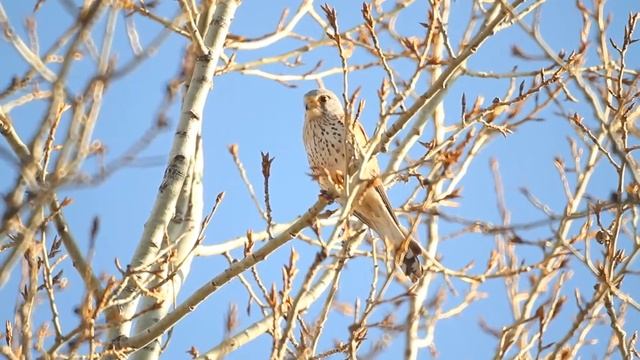 Пустельга обыкновенная смотреть онлайн