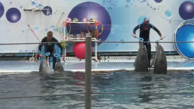 Дельфины поют