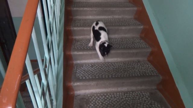 Щенок французского бульдога первый раз на лестнице.