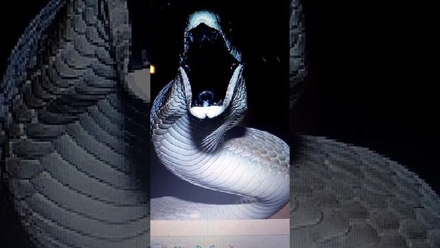 МОЖНО ЛИ ВЫЖИТЬ ПОСЛЕ УКУСА ЧЁРНОЙ МАМБЫ? #SHORTS смотреть онлайн