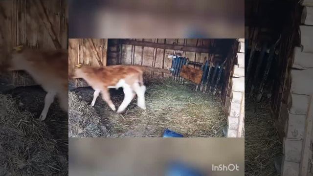 Мой день! Ифтар в мечети/Про 100 Ксюша смотреть онлайн