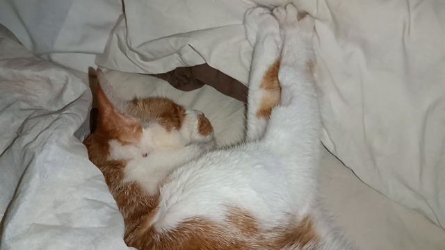 Cat Rescue. JoJo is sick. смотреть онлайн