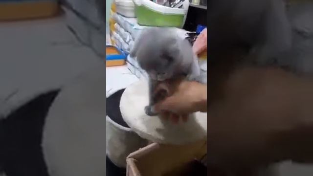 918858791 зоомагазин 