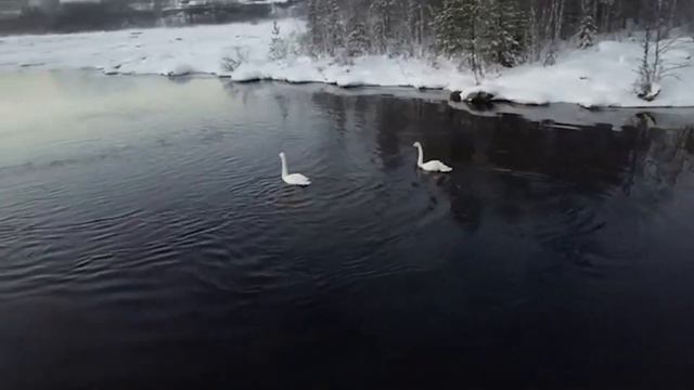 Пара белых лебедей осталась зимовать на юге Кольского полуострова смотреть онлайн