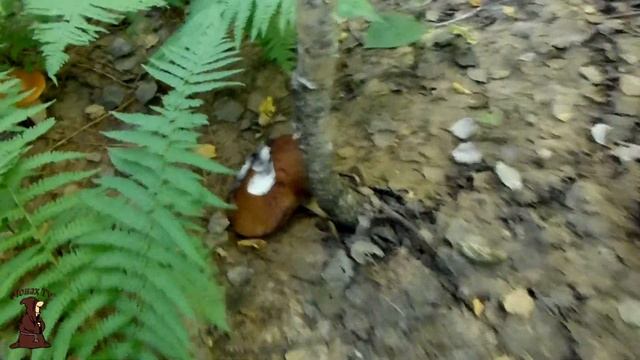 Накосили грибов , ведро подосиновиков с одной поляны. Тихая охота в Самарской области / mushrooms смотреть онлайн