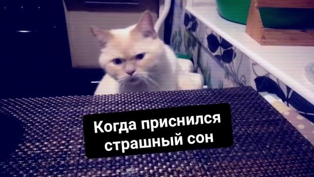 Я могу засунуть кота в рот(#ВадимМиху) смотреть онлайн