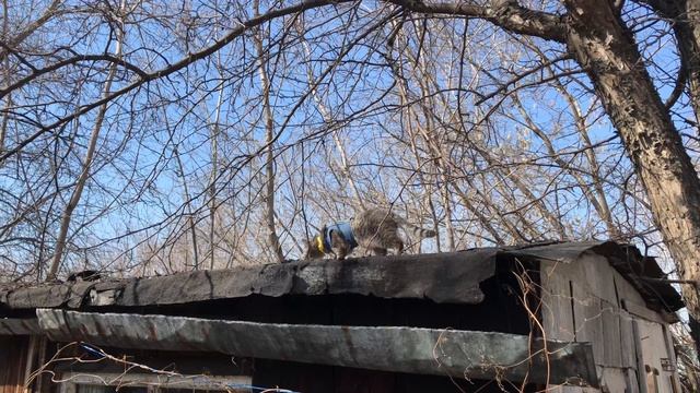 Насыщенный кошачий день на даче смотреть онлайн