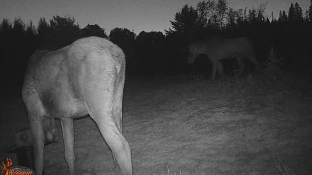 What do moose talk about when they gather under the stars? смотреть онлайн