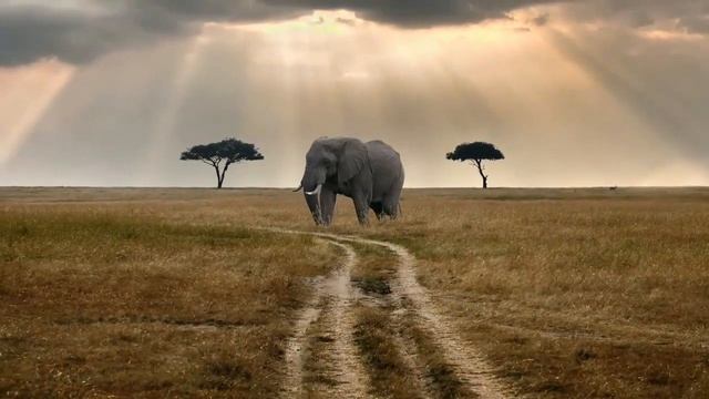 СЛОН. Удивительные факты. смотреть онлайн