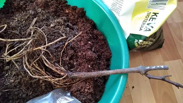 виноград Красноярска. Сергей Будрис. 2022г. 8-902-980-79-86. смотреть онлайн