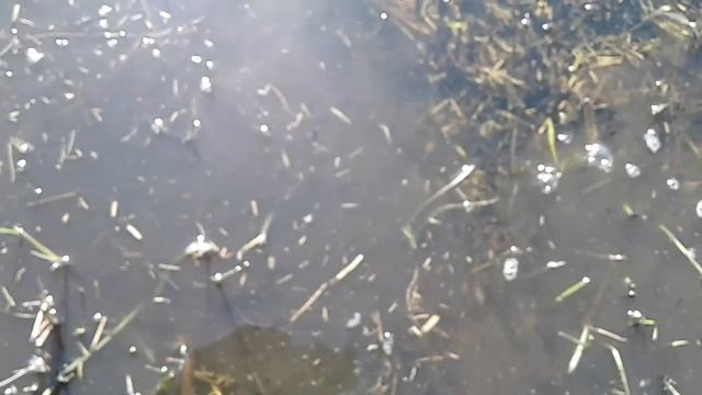 Коп монет на выбетом урочище. смотреть онлайн