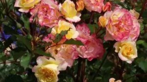 Роза ЛандЛуст.Роза Кордеса.